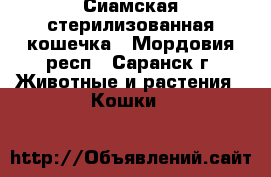 Сиамская стерилизованная кошечка - Мордовия респ., Саранск г. Животные и растения » Кошки   